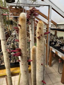 Cleistocactus strausii